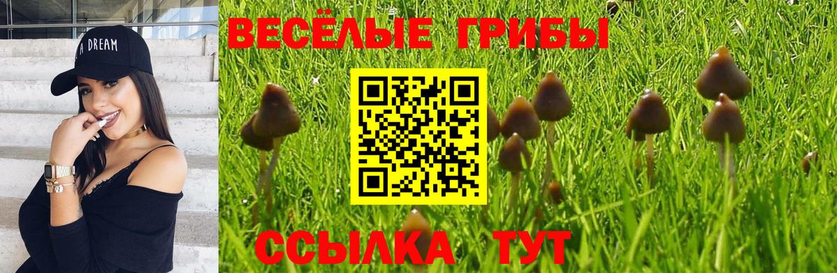Псилоцибиновые грибы Psilocybine cubensis  Вход с VPN  Галлюциногенные грибы Psilocybine cubensis  Хасавюрт 